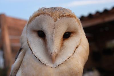 Nocturne chouette et compagnie - Braud-et-Saint-Louis