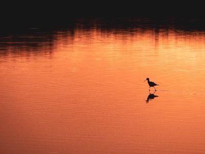 Cr&eacute;pusculaire - Braud-et-Saint-Louis