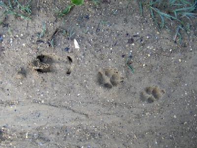 Sur les traces des animaux - Braud-et-Saint-Louis