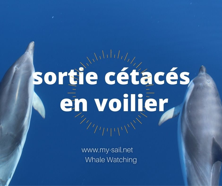 &agrave; la d&eacute;couverte des c&eacute;tac&eacute;s, balade en voilier Whale Watching - Grand-Bourg