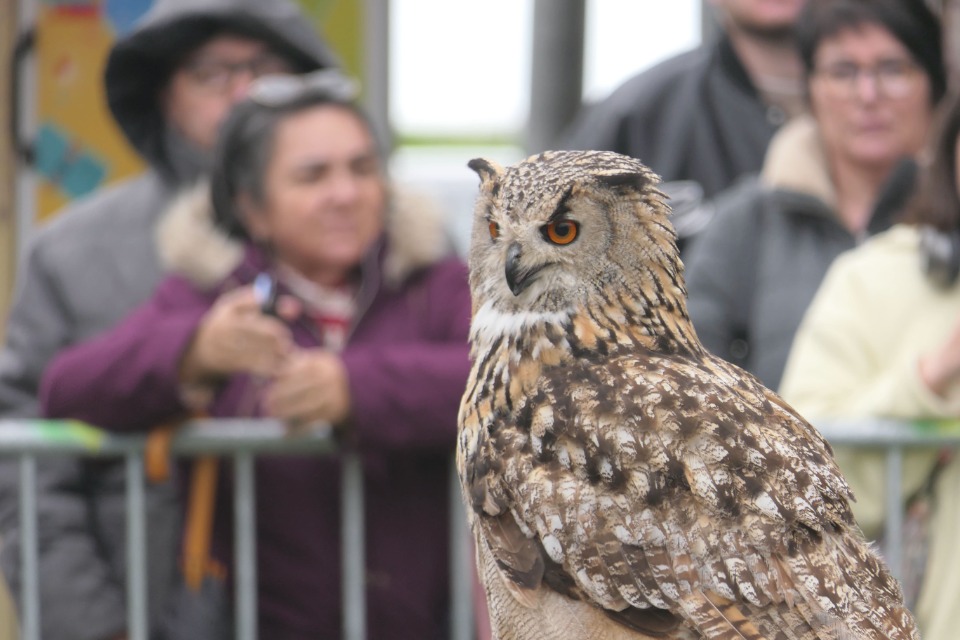 Spectacle de Fauconnerie - Braud-et-Saint-Louis