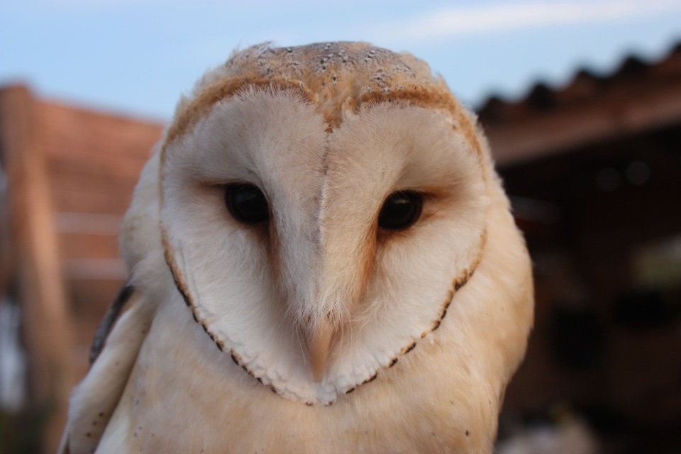 Nocturne chouette et compagnie - Braud-et-Saint-Louis
