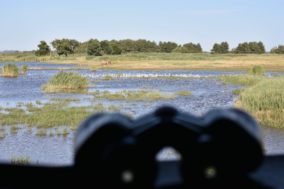 Samedi comptage - Braud-et-Saint-Louis