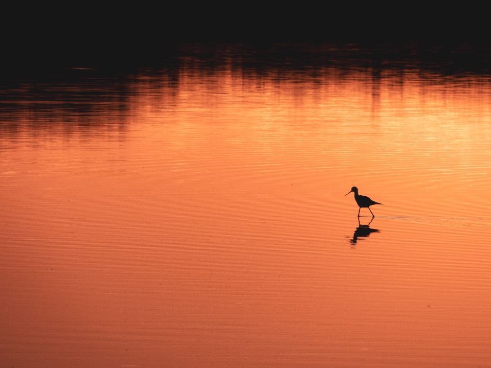 Cr&eacute;pusculaire - Braud-et-Saint-Louis