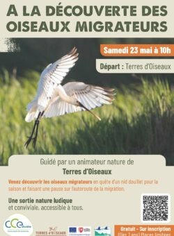 Sortie Natura 2000 sur les oiseaux migateurs - Braud-et-Saint-Louis