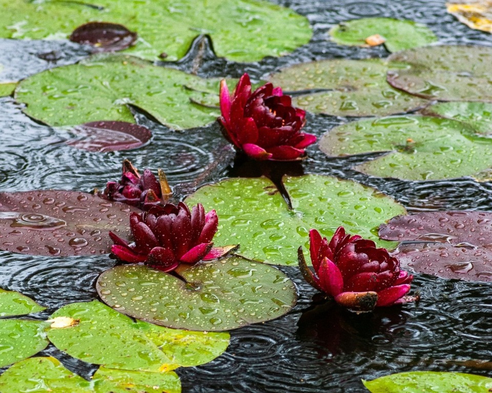 Lecture&nbsp;: &laquo; Nymph&eacute;as Noirs &raquo; par Michel Bussi - Giverny