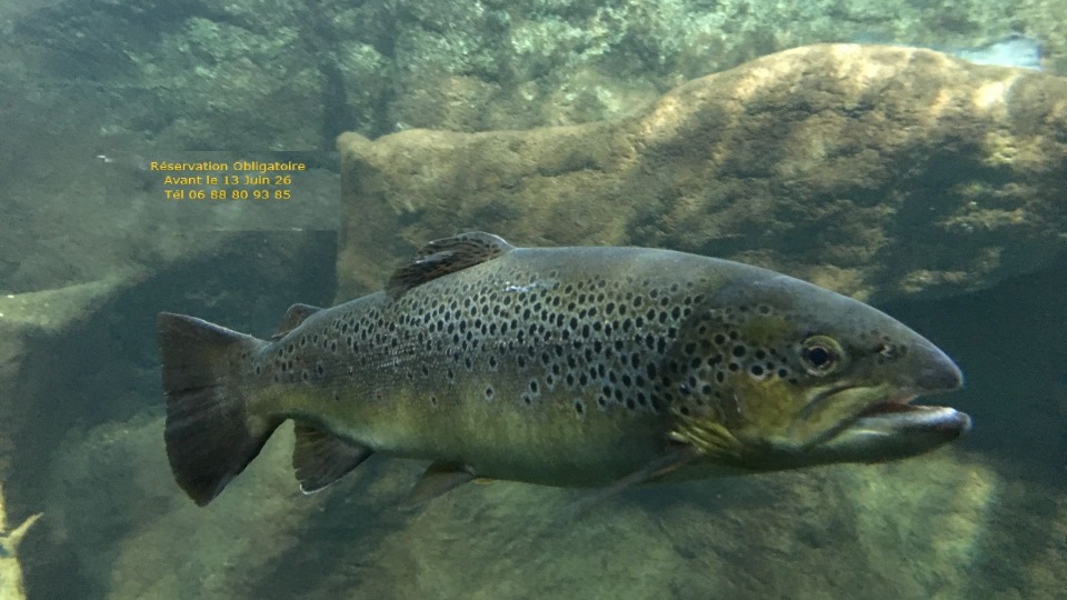 Journ&eacute;e de p&ecirc;che &agrave; la truite - Breteuil