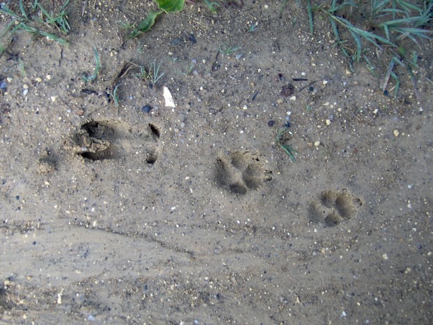 Sur les traces des animaux - Braud-et-Saint-Louis